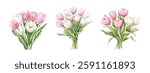 Watercolor set of bouquets of white and pink tulips png. Vintage bouquets of tulips on transparent background. White and pink tulip flowers with green leaves. Spring flowers.