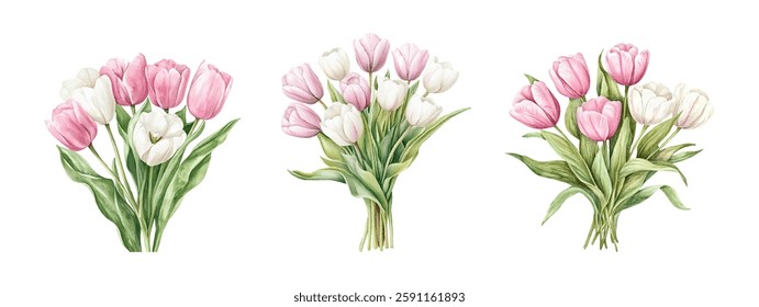 Watercolor set of bouquets of white and pink tulips png. Vintage bouquets of tulips on transparent background. White and pink tulip flowers with green leaves. Spring flowers.