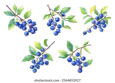 Watercolor set of branches with blueberries with berries and green leaves png. Fragrant forest blueberries on a branch watercolor. Blueberries png. Vector illustration.