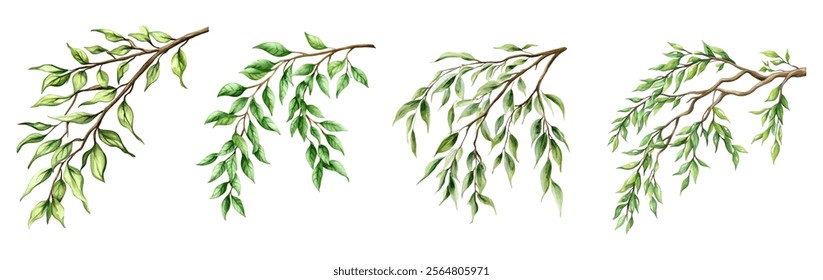 Watercolor set of branches with green leaves png. Watercolor tree branches. Elements for designs in rustic style. Vector illustration.