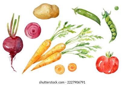 Conjunto acuático de verduras brillantes. Ilustración dibujada a mano aislada en el fondo blanco