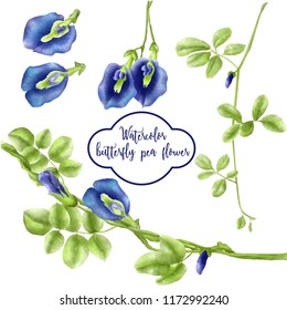 Watercolor Set Of Butterfly Pea Flower