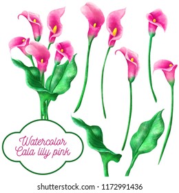 Watercolor Set Of Cala Lily Pink Flower