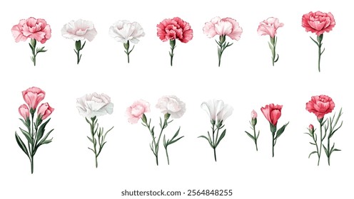 Watercolor set of carnation flowers png. White pink and red carnations with watercolor leaves and stems on transparent background. Watercolor flowers. Vector illustration.