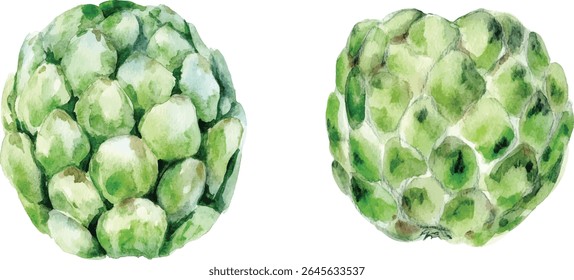 Watercolor  set of  Cherimoya Slices - Tropical Fruit  vector illustration