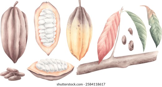 Watercolor set of cocoa beans and brahch of theobroma.