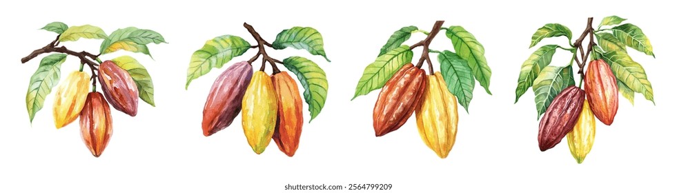 Watercolor set of cocoa tree branches with beans png. Cocoa beans on a tree branch with green leaves. Concept of growing cocoa for chocolate. Watercolor botanical illustration.