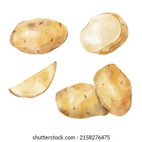 Watercolor set with cut potatoes. Hand-drawn illustration isolated on the white background