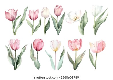 Watercolor set of delicate white and pink tulips with green leaves. Romantic white and pink tulips in watercolor. Elements for wedding invitation design. Spring watercolor botany.