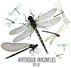 Watercolor Set Of Dragonflies. Top, Front Views.  Vector Illustration Isolated On White Background