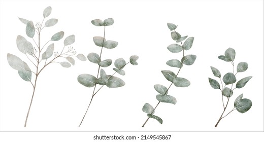 Watercolor set of Eucalyptus leaves and branches on white background, Vector illustration hand drawn of green nature elements for decoration Wedding, Motherday greeting card or textile 