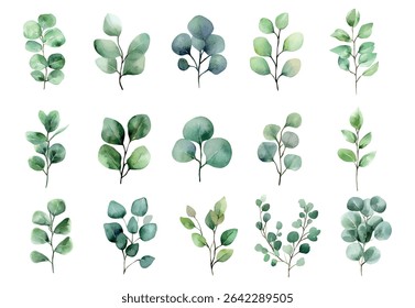 Watercolor set of eucalyptus leaves. Watercolor eucalyptus branches on a transparent background. Botanical elements for wedding invitation designs, wedding designs, etc. Vector illustration.