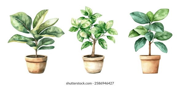 Watercolor set of ficuses png. Home ficus plants with large lush green leaves in pots. Concept of indoor and office plants. Tropical plants in pots. Vector illustration.