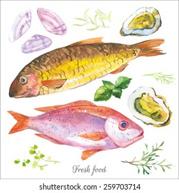 Watercolor set with fish seafood, clams and spices hand-drawn on a white background. Red mullet and oysters with basil and other herbs. Simple painting sketch in vector format.