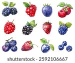 Watercolor set of forest berries png. Blueberry, raspberry, strawberry, lie and other berries. Summer berries on an isolated background. Vector illustration