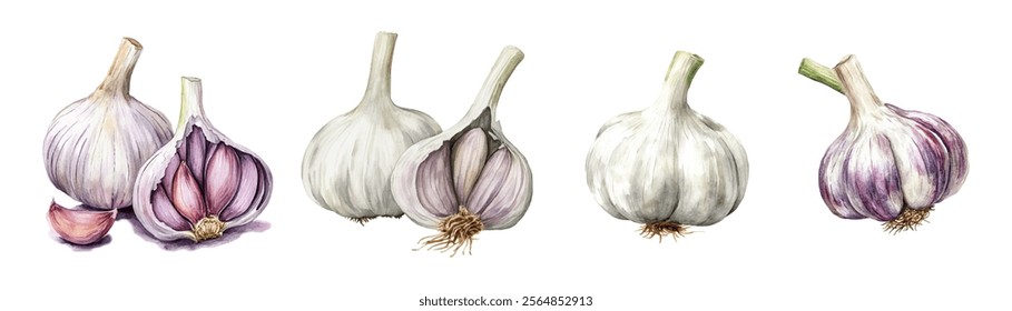 Watercolor set of garlic heads. Realistic ripe garlic watercolor on transparent background. Garlic cloves png. Vector illustration.