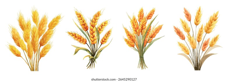 Watercolor set of golden wheat ears png. Bouquet of golden wheat ears and leaves on a transparent background. Harvest, agriculture concept. Cereal crops. Vector illustration.