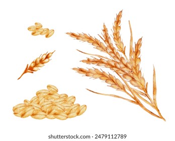 Watercolor set grains wheat, ears and seeds spikes vector cut out from background