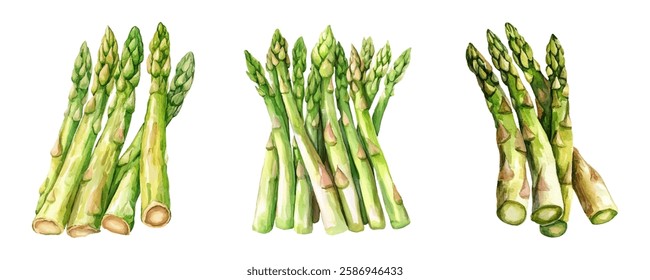 Watercolor set of green asparagus. Green asparagus stalks in watercolor style. Green asparagus for cooking, vegan healthy green products. Vector illustration.