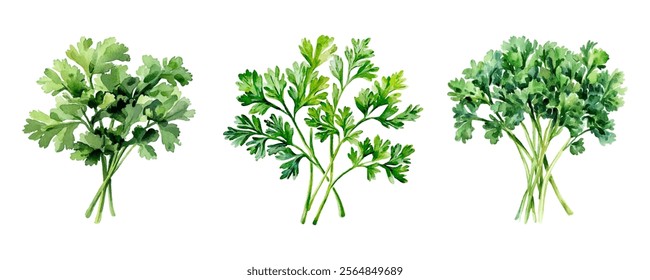 Watercolor set of green bunches of parsley png. Bunch of green fragrant parsley watercolor. Fresh culinary seasoning. Vector illustration.