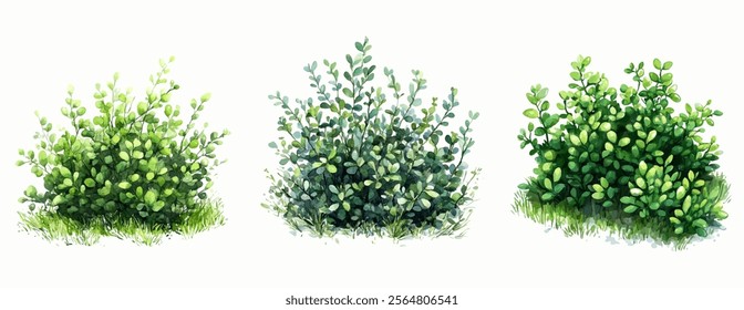 Watercolor set of green bushes. Green bushes of plants with lush leaves on a white isolated background. Watercolor hand drawn illustration. Vector.