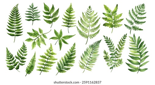 Watercolor set of green fern leaves png. Forest fern leaves. Fern leaves sketch. Forest plants colored hand drawn decorative design elements for invitations and greeting cards, herbal collection.