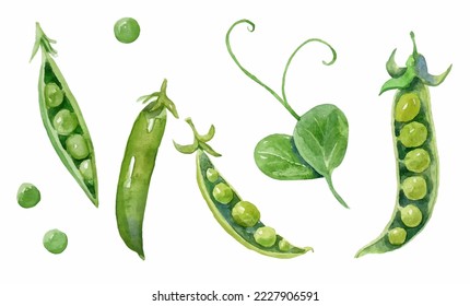 Watercolor set of green peas. Hand-drawn illustration isolated on the white background