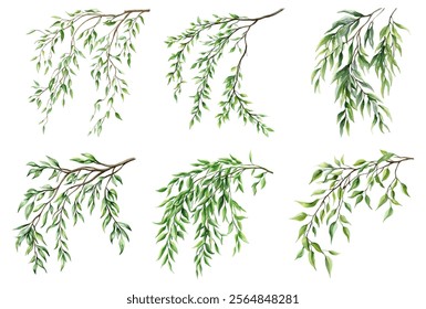 Watercolor set of green willow branches png. Willow branch with green leaves hanging. Watercolor green leaves. Vector illustration.