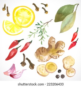 Watercolor set of herbs and spices drawn by hand on a white background.