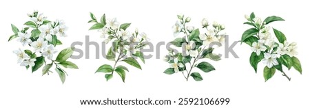 Watercolor set of jasmine flowers png. Branches of jasmine flowers with green leaves on a transparent background. Elements for wedding designs, fragrances, drinks, etc. Botanical watercolor.