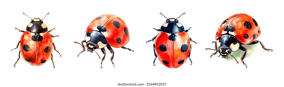 Watercolor set ladybug png. Cute ladybugs in watercolor style on a transparent background. Watercolor insects.