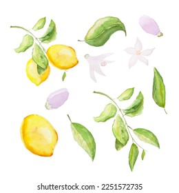 Watercolor set of lemons. Lemon branch, leaves and flowers. Vector illustration