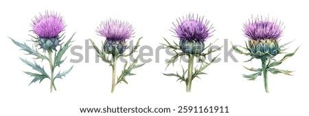 Watercolor set of milk thistle flowers png. Hand drawn wildflowers. Milk thistle flower. Medicinal herb. Concept of aol medicinal and cosmetic herbs. Vector composition.