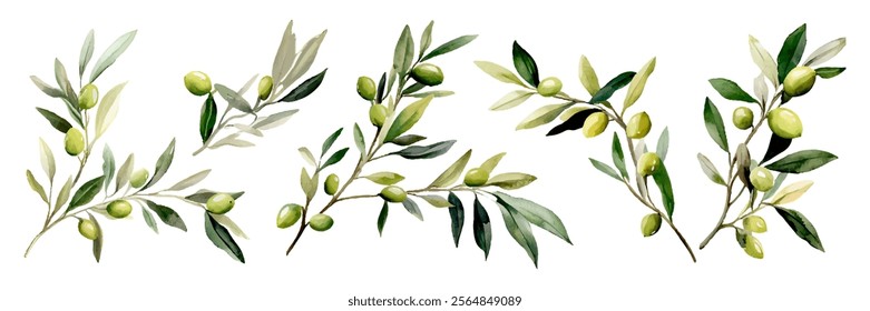 Watercolor set of olive tree branches with leaves and olives. Watercolor olives png. Watercolor olive tree branch on isolated background. Vector illustration.