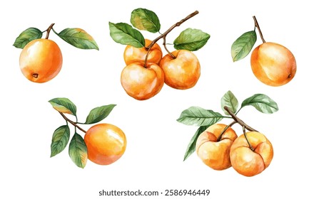 Watercolor set of orange apricots png. Apricot branch with stem in watercolor style. Summer fruits and berries. Apricot tree branch with fruit. Vector illustration.