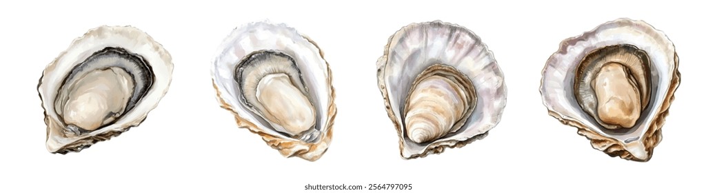 Watercolor set of oysters png. Open oyster shells on a transparent background. Seafood and ocean products concept. Elements for fish restaurant menus and other designs.