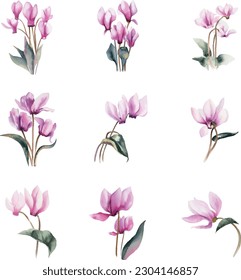 Watercolor set of pink cyclamen flowers isolated on white background.