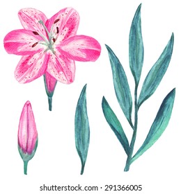  Watercolor set pink lily flower, bud, branch, green leafs closeup isolated on white background. Hand painting on paper