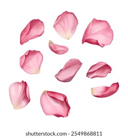 Watercolor set of pink rose petals png. Flower petals png. Pink rose petals flying in the air. Vector illustration