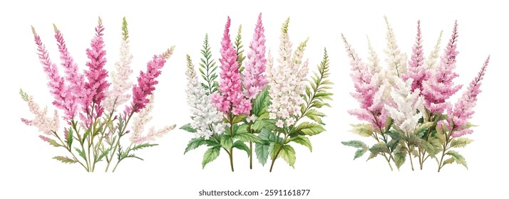 Watercolor set of pink and white astilbe flowers. Decorative plant with lush and dense inflorescences. Elements for wedding designs, spring and other. Romantic watercolor flowers.