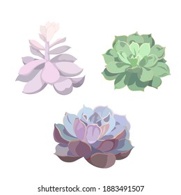 Watercolor set of plants Echeveria on white isolated background, vector Stone Rose in Realism, isolated succulents for prints, stickers, tattoos, decoration, emblems in Gardening and Nature field.