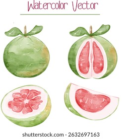 Watercolor set of Pomelo grapefruit, green skin and red sections orange. Tropical fruit vector illustration for agricultural tropical product, fruit element.