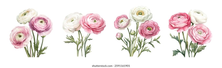 Watercolor set of Ranunculus flowers png. Part of a bouquet composition. Floral element. Watercolor pink Ranunculus flowers isolated. Vector illustration.