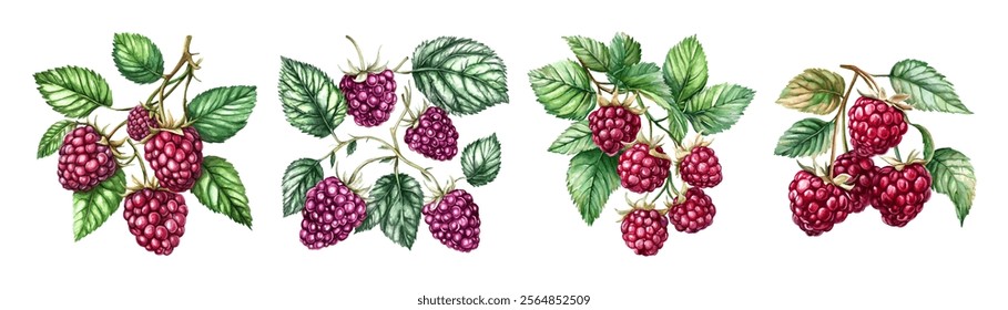 Watercolor set of raspberries png. Vintage elements of raspberry bushes with leaves and pink berries watercolor on transparent background. Fragrant forest mill. Vector illustration.