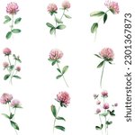 Watercolor set of red clover flowers, isolated on white background