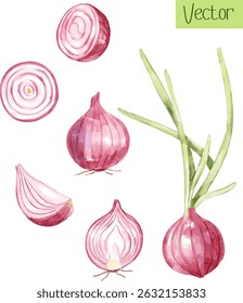 Aquarela Conjunto de cebola vermelha, elemento orgânico adequado para blogs culinários, marca ecofriendly e receitas.
