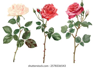Watercolor set with roses on a white background

