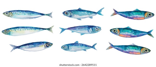 Watercolor set of sardine fish png. Small sea fish sardines for cooking. Seafood concept. Fish for cooking. Elements of seafood, restaurants, sea cuisine. Vector illustration.