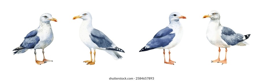 Watercolor set of seagulls PNG. Marine seabirds, Atlantic gulls symbols isolated vector illustration set. Seagull bird isolated.Vector illustration.