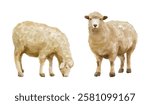Watercolor set of sheep for logo, invitations and more